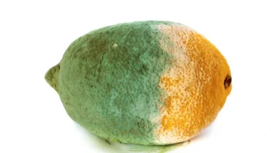 limon küfü rengi